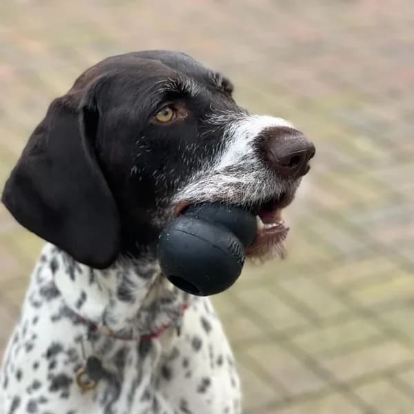 Helga, female young Mixed Breed for adoption at GSP Rescue UK