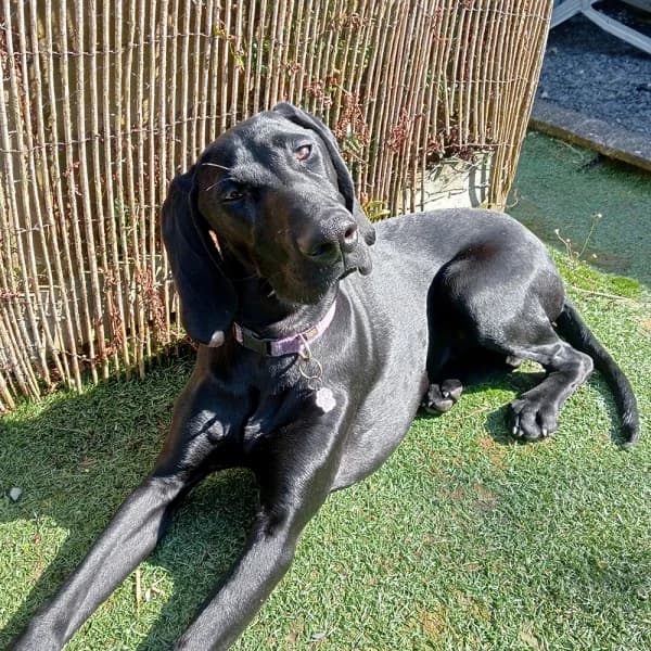 Isla, female puppy Mixed Breed for adoption at GSP Rescue UK