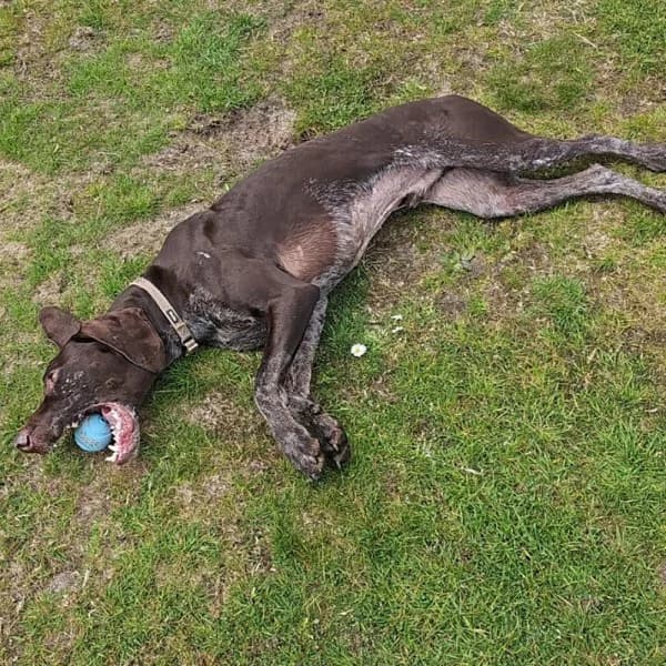 Jenson, male 4yo Mixed Breed for adoption at GSP Rescue UK