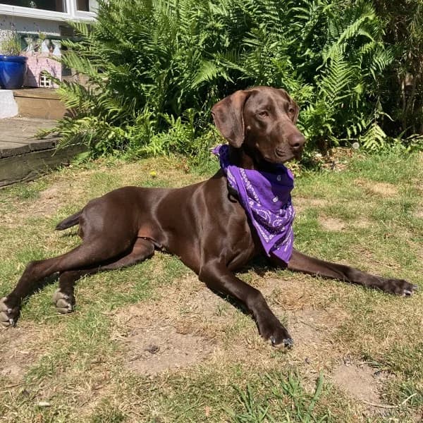 Juno 2, female 5yo Mixed Breed for adoption at GSP Rescue UK