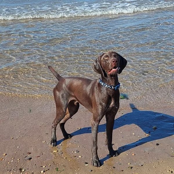 Kai, male young Mixed Breed for adoption at GSP Rescue UK