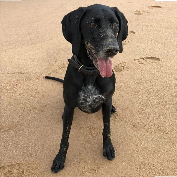 Kane, female senior Mixed Breed for adoption at GSP Rescue UK