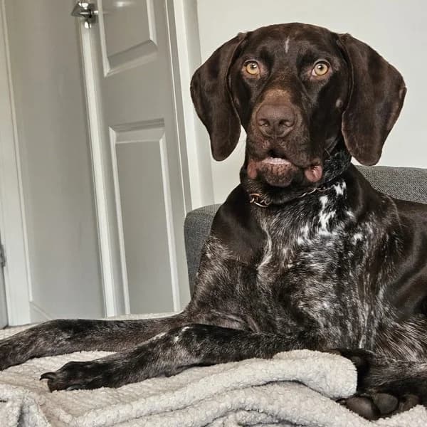 Koby, male young Mixed Breed for adoption at GSP Rescue UK