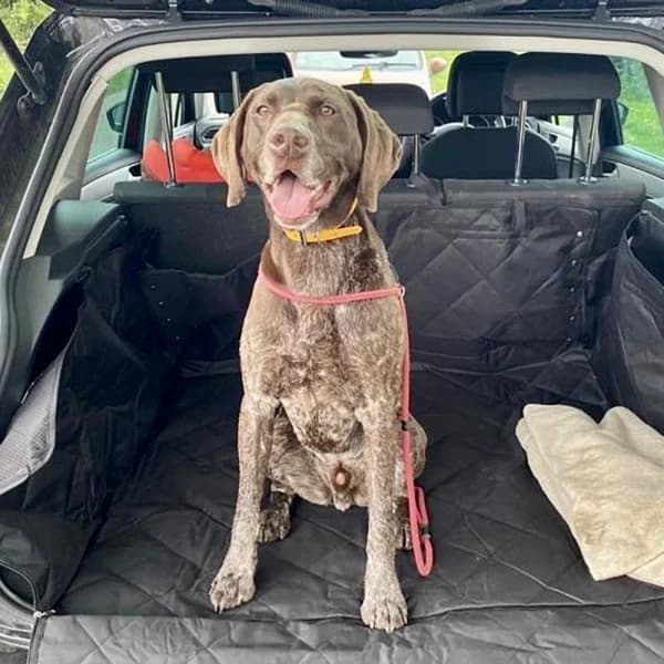 Kolo, female 6yo Mixed Breed for adoption at GSP Rescue UK