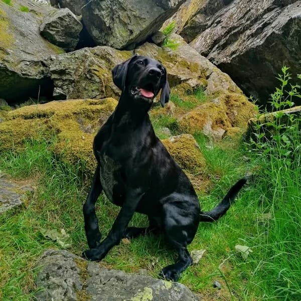 Libby, female 6yo Mixed Breed for adoption at GSP Rescue UK