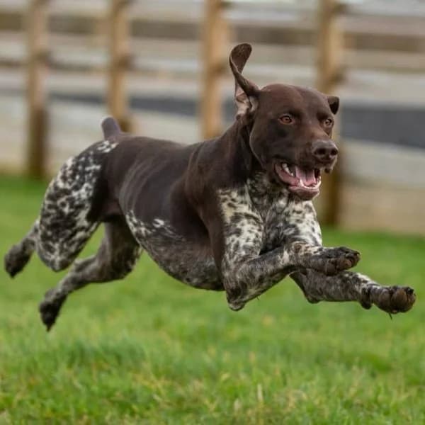 Lionel, female 3yo Mixed Breed for adoption at GSP Rescue UK