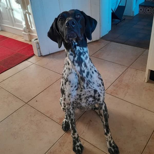 Luna, female 3yo Mixed Breed for adoption at GSP Rescue UK