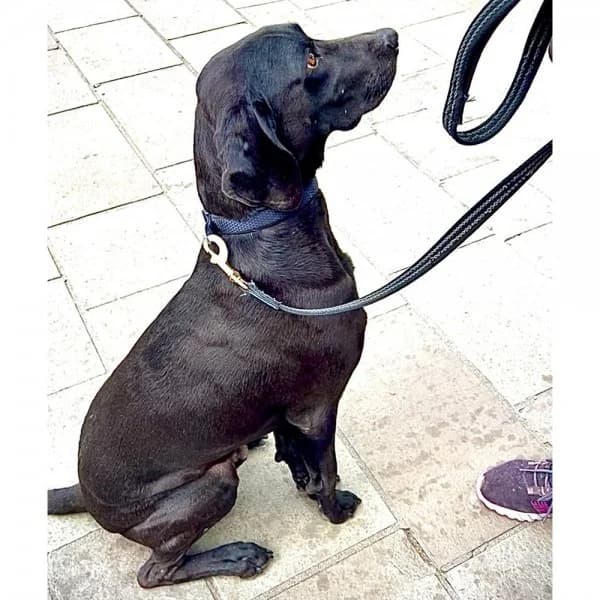 Magic, female 4yo Mixed Breed for adoption at GSP Rescue UK