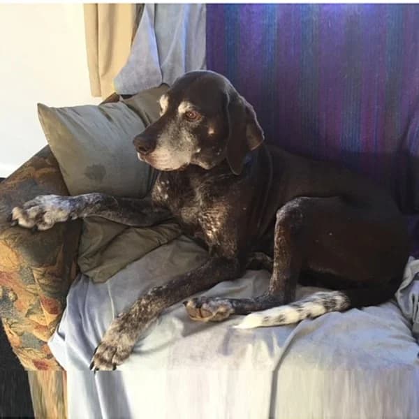 Marley, male senior Mixed Breed for adoption at GSP Rescue UK