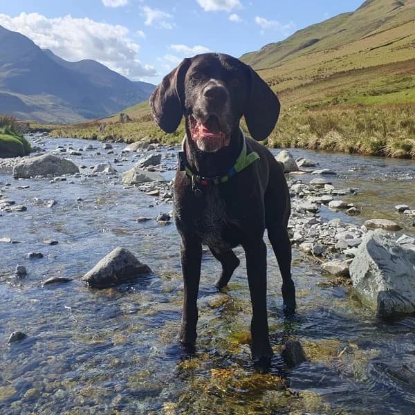 Max (3), male senior Mixed Breed for adoption at GSP Rescue UK