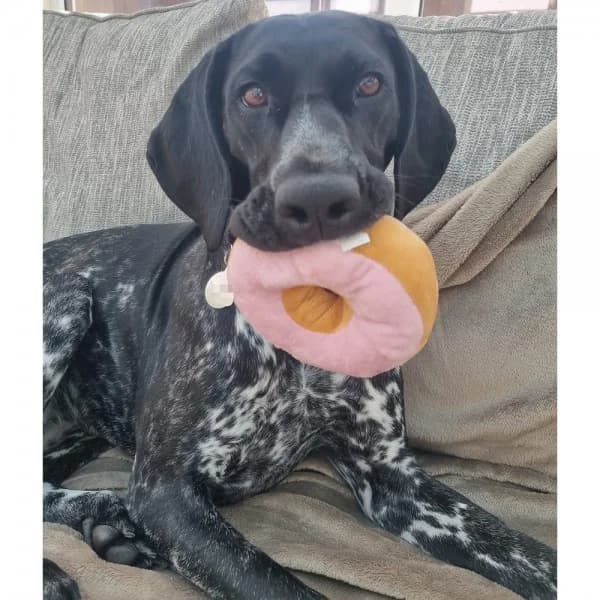 Mazikeen, female young Mixed Breed for adoption at GSP Rescue UK