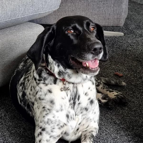 Nora, female 3yo German Shorthaired Pointer for adoption at GSP Rescue UK