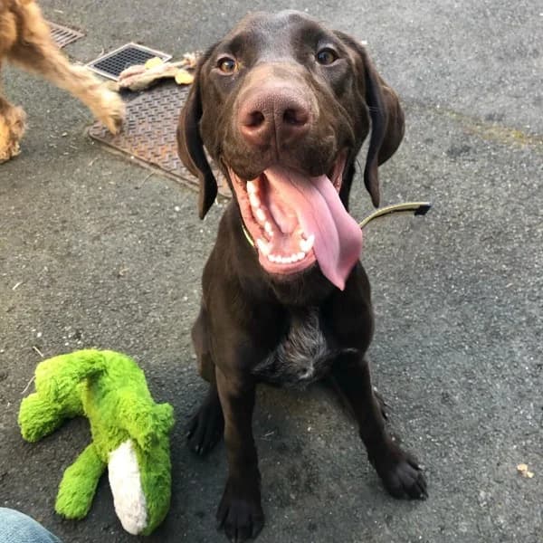 Oisín, female 4yo Mixed Breed for adoption at GSP Rescue UK