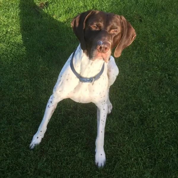 Oscar, female senior Mixed Breed for adoption at GSP Rescue UK