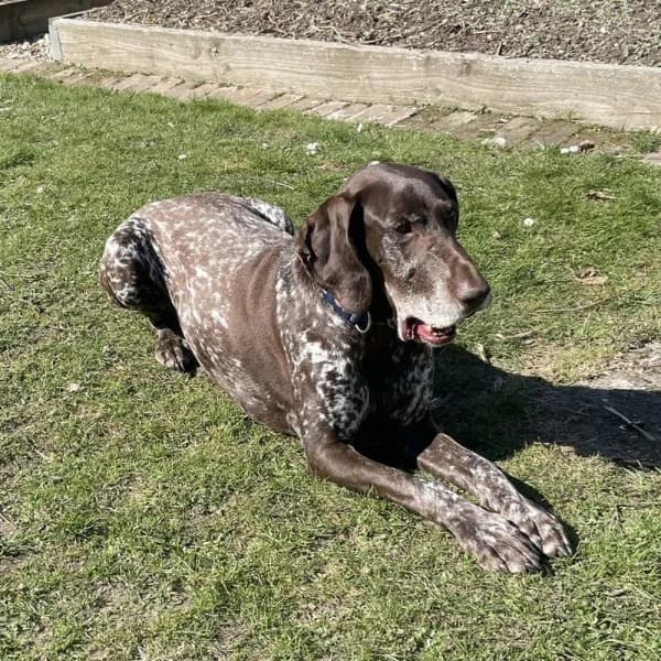 Otto 2, male senior Mixed Breed for adoption at GSP Rescue UK