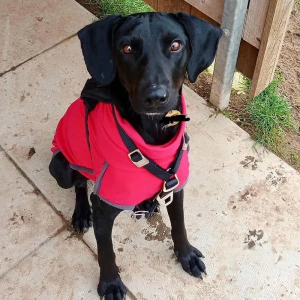 Ozzy, male senior Mixed Breed for adoption at GSP Rescue UK