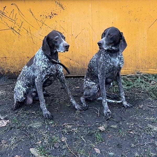Penny & Cindy, female senior Mixed Breed for adoption at GSP Rescue UK