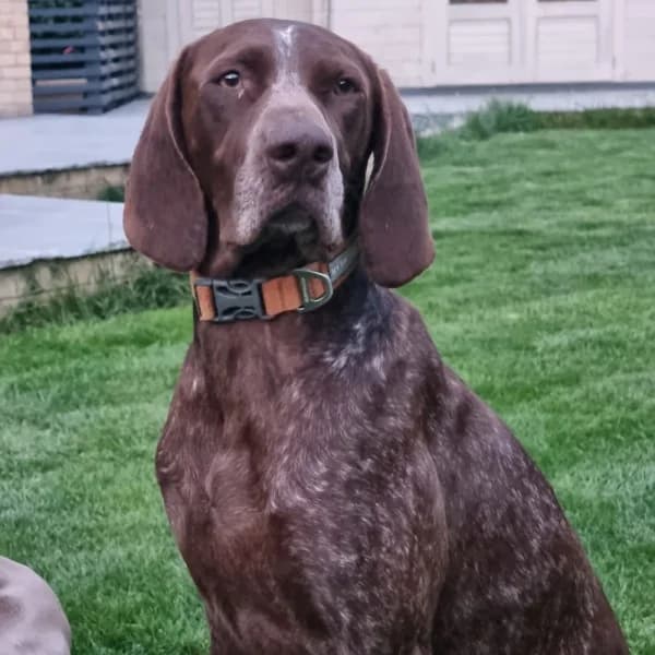 Pippa, female 7yo Mixed Breed for adoption at GSP Rescue UK