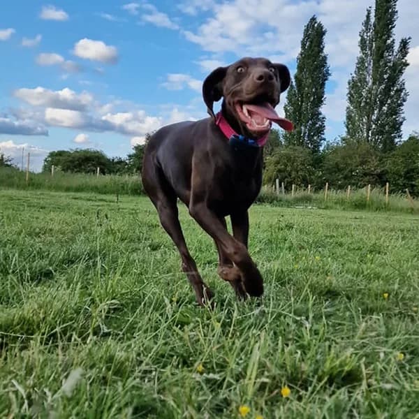 Remi, female senior Mixed Breed for adoption at GSP Rescue UK