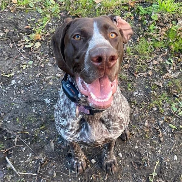 Remi (2), female young Mixed Breed for adoption at GSP Rescue UK