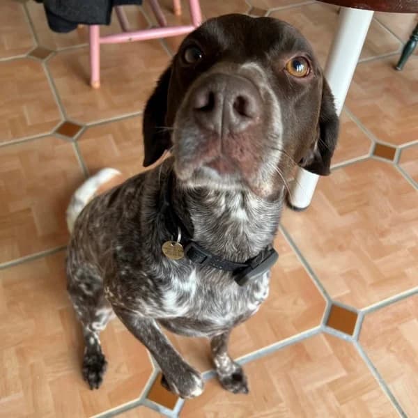 Riley, male 5yo Mixed Breed for adoption at GSP Rescue UK