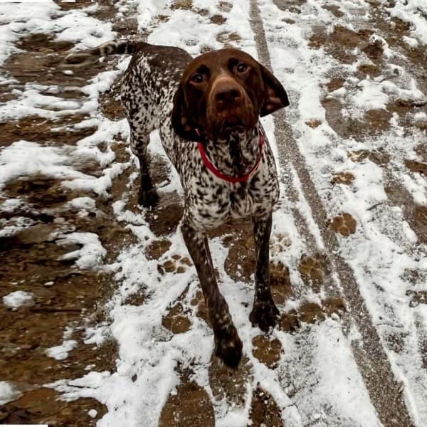 Roxy, female 6yo Mixed Breed for adoption at GSP Rescue UK