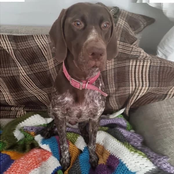 Shadow, female senior Mixed Breed for adoption at GSP Rescue UK