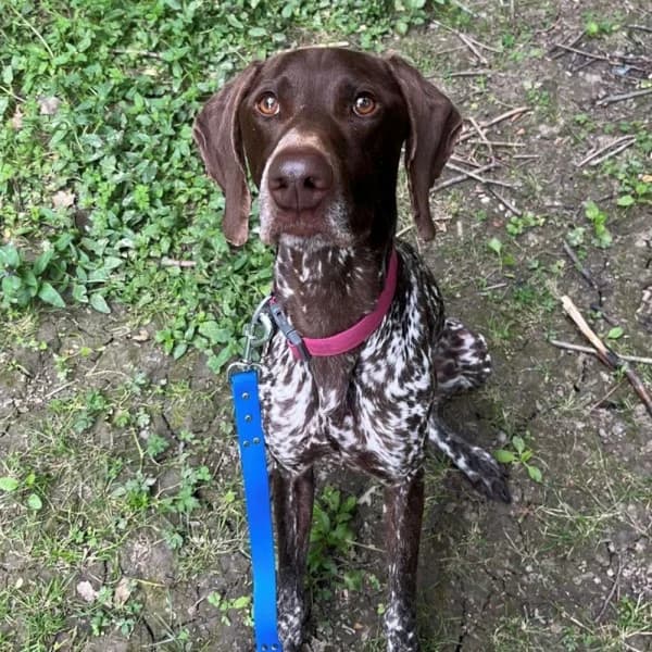 Sid, female 4yo Mixed Breed for adoption at GSP Rescue UK