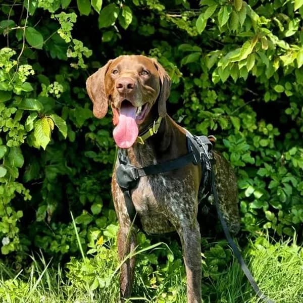 Sonny, female 3yo Mixed Breed for adoption at GSP Rescue UK