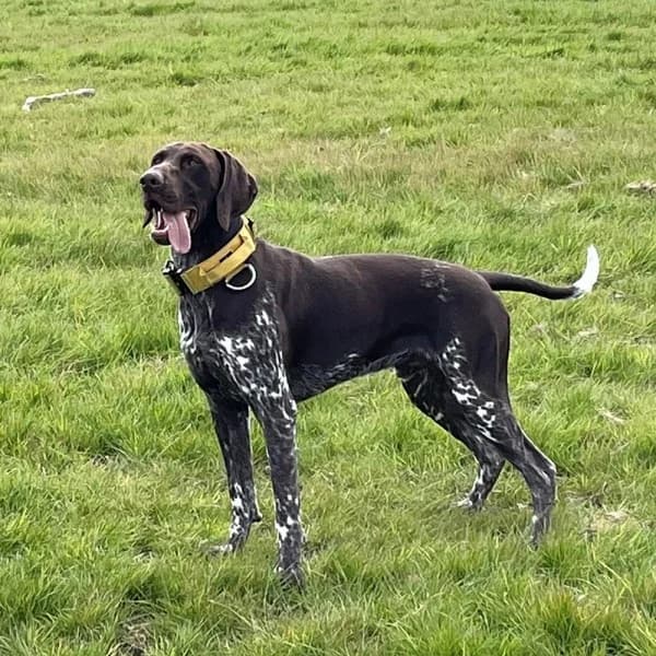 Stanley, male 5yo German Shorthaired Pointer for adoption at GSP Rescue UK