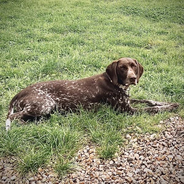 Stevie Nicks, female 5yo Mixed Breed for adoption at GSP Rescue UK