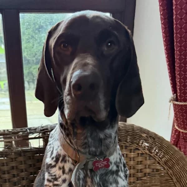 Storm, female 3yo Mixed Breed for adoption at GSP Rescue UK