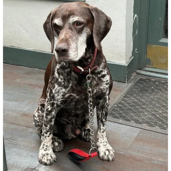 Tiersen, female senior Mixed Breed for adoption at GSP Rescue UK