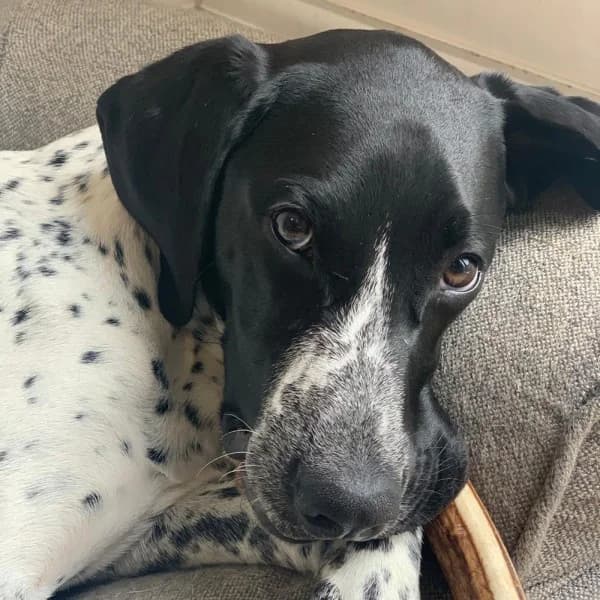 Trevor, male 5yo Mixed Breed for adoption at GSP Rescue UK