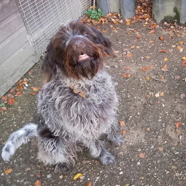 Tuva 2, female 5yo Mixed Breed for adoption at GSP Rescue UK