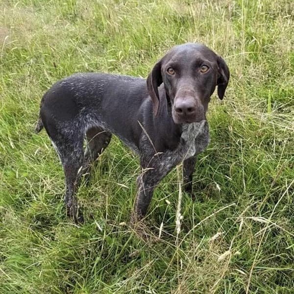 Willow, female 7yo Mixed Breed for adoption at GSP Rescue UK