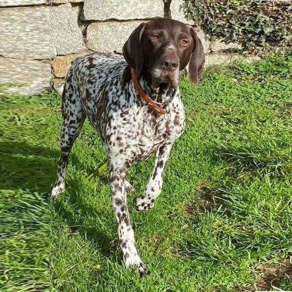 Zampe, female senior Mixed Breed for adoption at GSP Rescue UK
