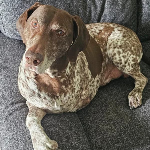 Ziggy 2, female senior Mixed Breed for adoption at GSP Rescue UK
