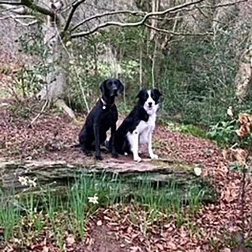 Ziggy & Cai, female senior Mixed Breed for adoption at GSP Rescue UK