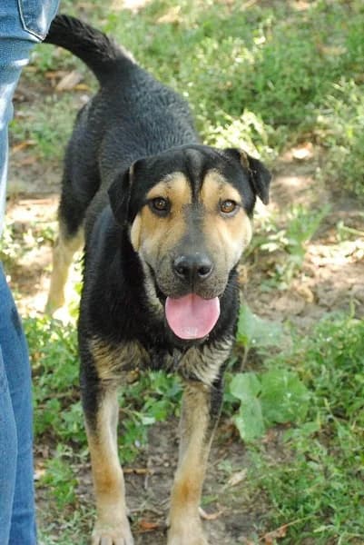 Tasha - Swindon, Black & Tan female 4yo Mixed Breed for adoption at German Shepherd Dog Rescue