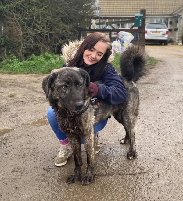 Brooke - Swindon, Other female 5yo Mixed Breed for adoption at German Shepherd Dog Rescue
