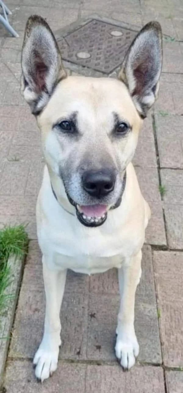 Duke, Black & Tan male senior Mixed Breed for adoption at German Shepherd Dog Rescue
