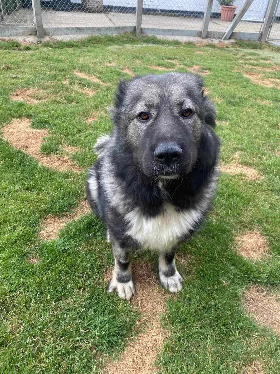 Rita- Sleaford, Other female 6yo Mixed Breed for adoption at German Shepherd Dog Rescue