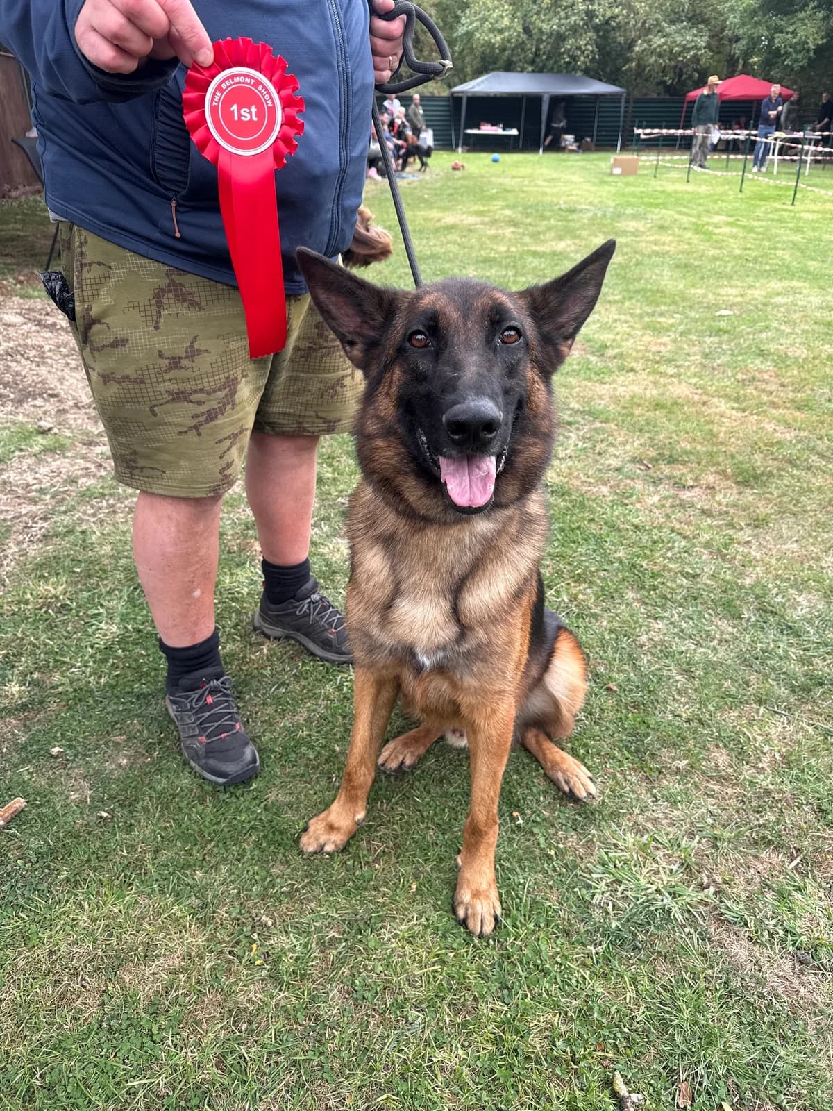 Bruno-Sleaford, Black & Tan male 3yo Mixed Breed for adoption at German Shepherd Dog Rescue