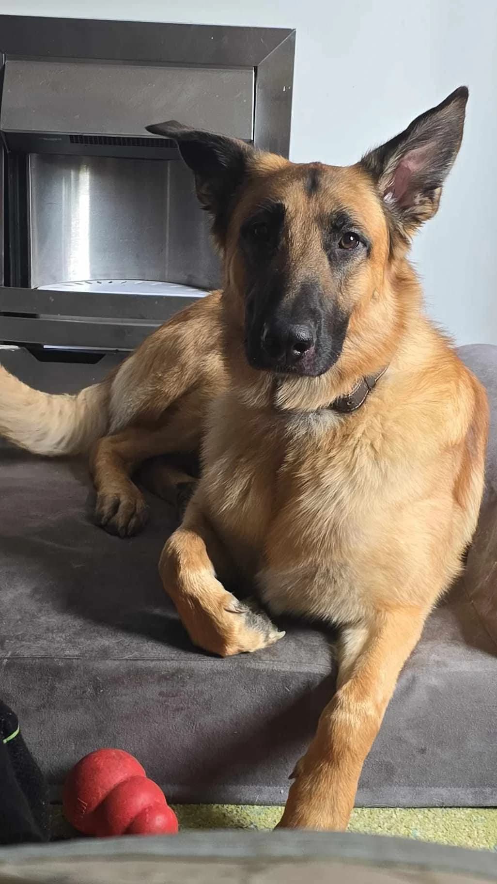 Billy-Sleaford, Black & Tan male 3yo Mixed Breed for adoption at German Shepherd Dog Rescue