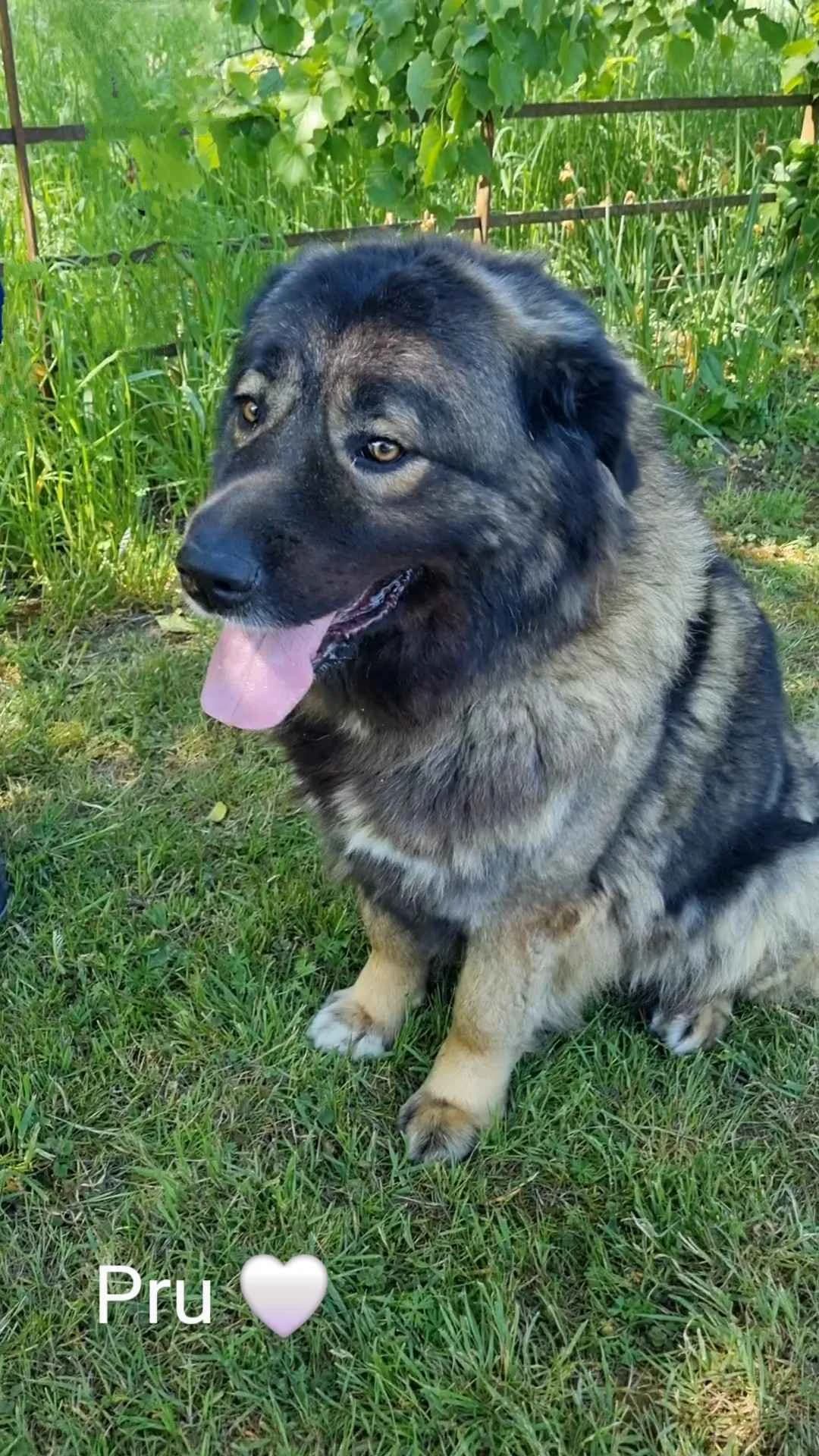 Pru-Sleaford, Black & Tan female 5yo Mixed Breed for adoption at German Shepherd Dog Rescue
