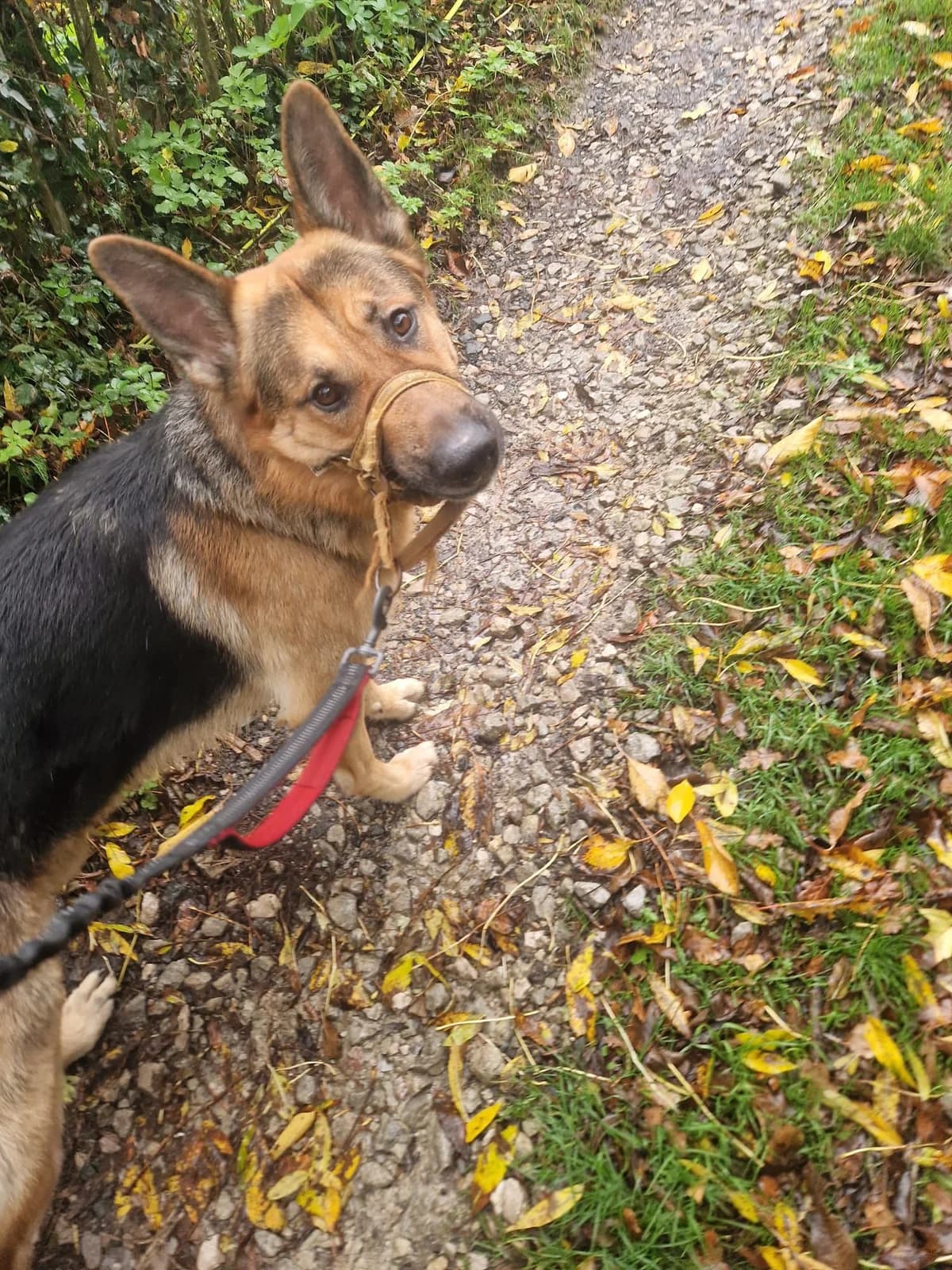 STANLEY - KENT, Black & Tan male young Mixed Breed for adoption at German Shepherd Dog Rescue