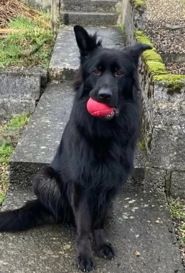 Norman, Black male senior Mixed Breed for adoption at German Shepherd Dog Rescue