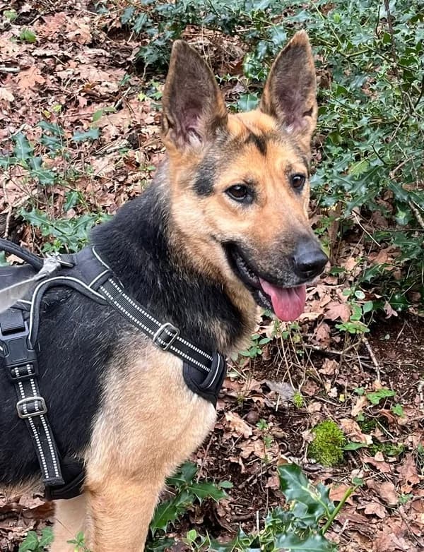 Fizzy, Black & Tan female young Mixed Breed for adoption at German Shepherd Dog Rescue