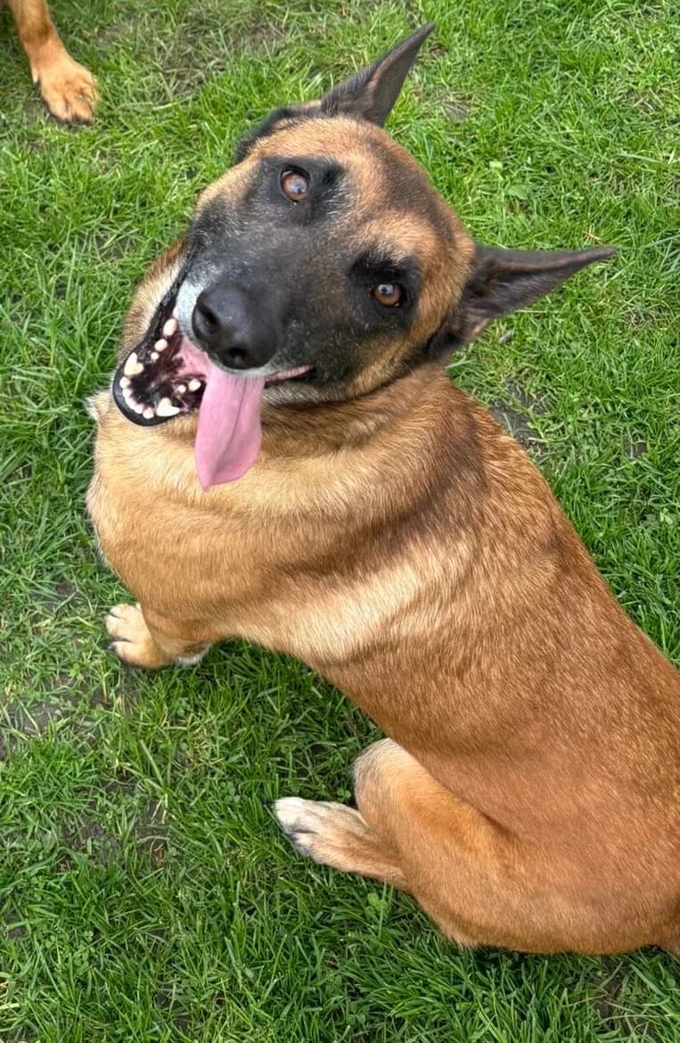 Riot- Sleaford, Black & Tan male 5yo Mixed Breed for adoption at German Shepherd Dog Rescue